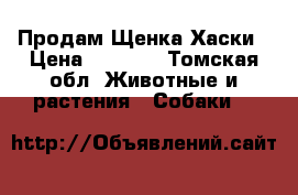Продам Щенка Хаски › Цена ­ 3 000 - Томская обл. Животные и растения » Собаки   